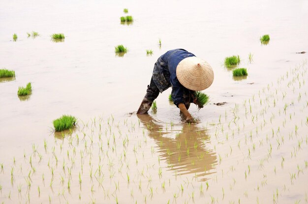 una mujer plantando arroz