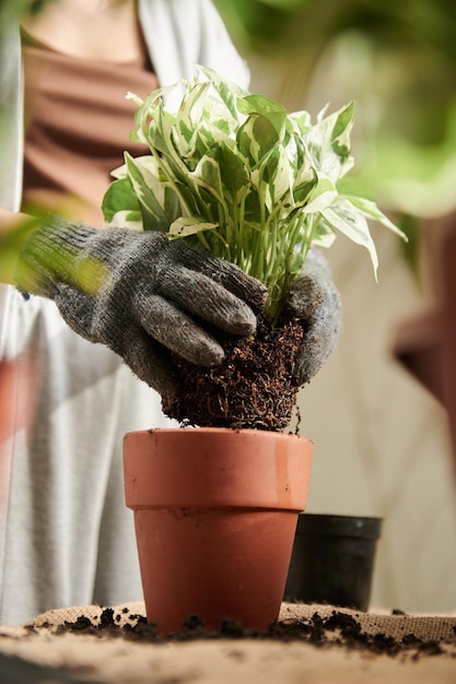 Mujer Plantando Flor Potos