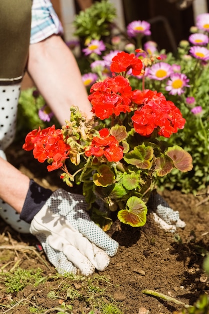 Mujer plantando una flor roja