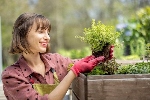 Mujer plantando hierbas picantes en el huerto casero