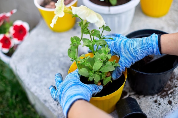 Mujer plantando petunia surfinia flores maceta concepto de jardinería en casa