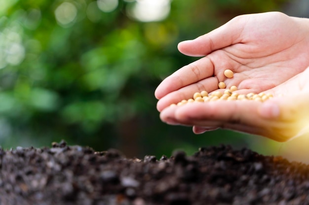 Foto mujer plantando soja en suelo fértil espacio para texto plantando verduras un puñado de semillas de soja cosechadas