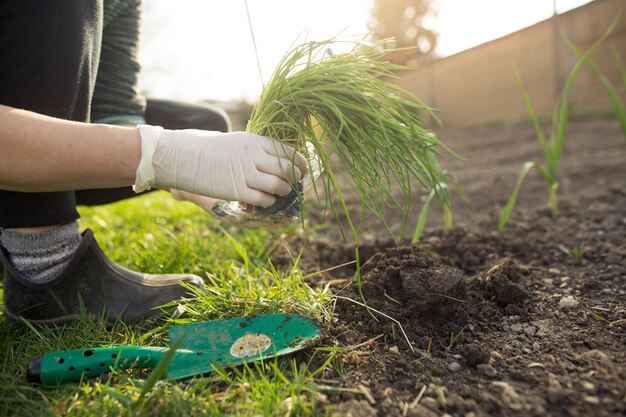 Mujer plantar cebolleta en su enorme jardín durante la hermosa temporada de primavera, concepto de jardinería