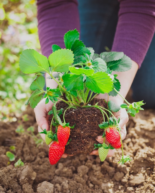 Mujer plantar fresas planta