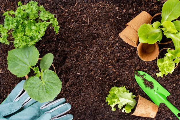 Mujer plantar plántulas de ensalada de lechuga en el huerto.