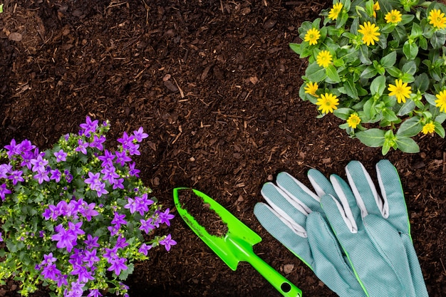 Mujer plantar plántulas de ensalada de lechuga en el huerto.