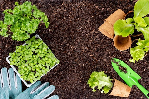 Mujer plantar plántulas de ensalada de lechuga en el huerto.