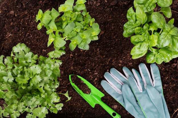 Mujer plantar plántulas de ensalada de lechuga en el huerto.