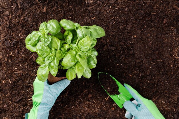 Mujer plantar plántulas de ensalada de lechuga en el huerto