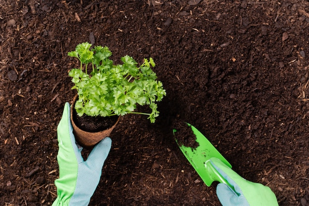 Mujer plantar plántulas de ensalada de lechuga