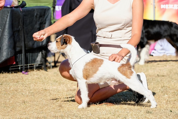 Una mujer pone un Jack Russell terrier en un estante con golosinas en una exposición canina