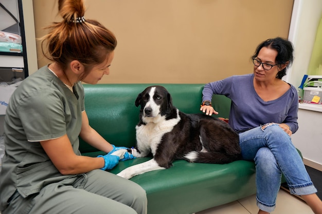 Mujer preocupada que se ocupa de debilitar la vieja clínica de perros El pobre animal sufre de dolor de estómago necesita tratamiento médico en la clínica veterinaria