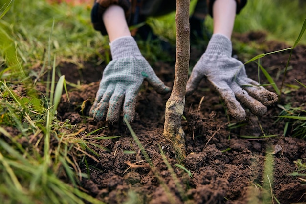 Una mujer se prepara para la temporada de verano y planta un árbol joven en un terreno