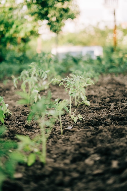 La mujer que cultiva un huerto tomate brota en la tierra en su jardín del patio trasero. Comida orgánica natural