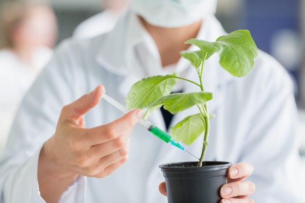 Foto mujer que inyecta el tallo de la planta con químico verde