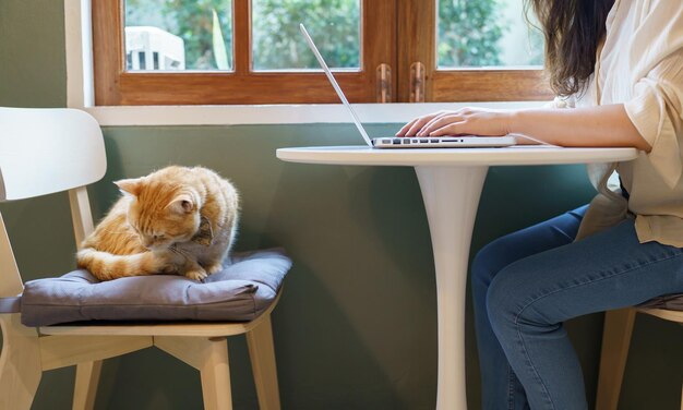 Mujer que trabaja desde casa con gato gato dormido en el teclado de la computadora portátil gato asistente que trabaja en la computadora portátil