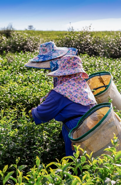 Mujer que trabaja en la plantación de té verde en la mañana, Chiang Rai, Tailandia