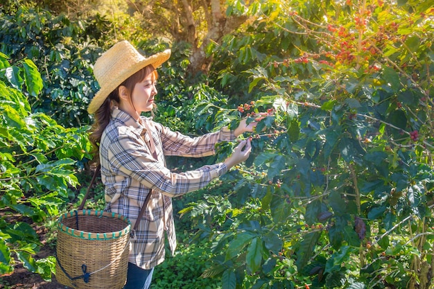 mujer recoge café fresco de un árbol en una plantación de cestas en Doi Chang Chiang Rai Tailandia