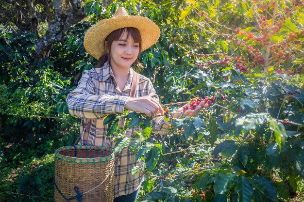 mujer recoge café fresco de un árbol en una plantación de cestas en Doi Chang Chiang Rai Tailandia