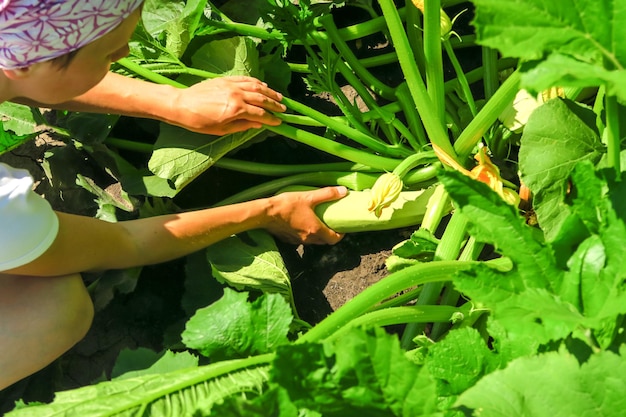 una mujer recoge calabacines maduros en el concepto de cultivo de hortalizas en el jardín