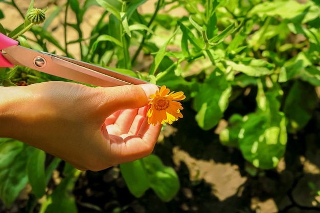 una mujer recoge caléndula de plantas medicinales para la cosecha. las flores de caléndula florecen en el jardín