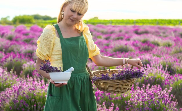 Una mujer recoge flores de lavanda para aceite esencial Enfoque selectivo