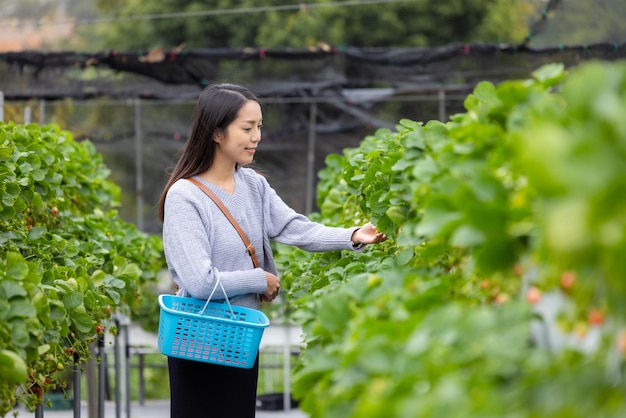 Mujer recoge fresas en el jardín