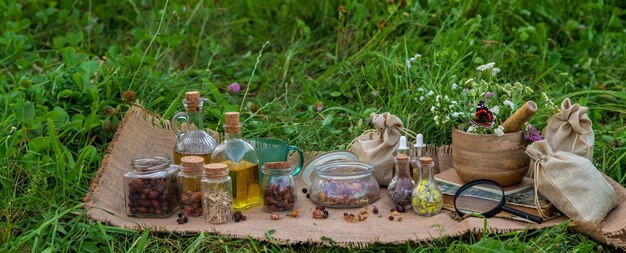 Una mujer recoge hierbas medicinales Enfoque selectivo Naturaleza