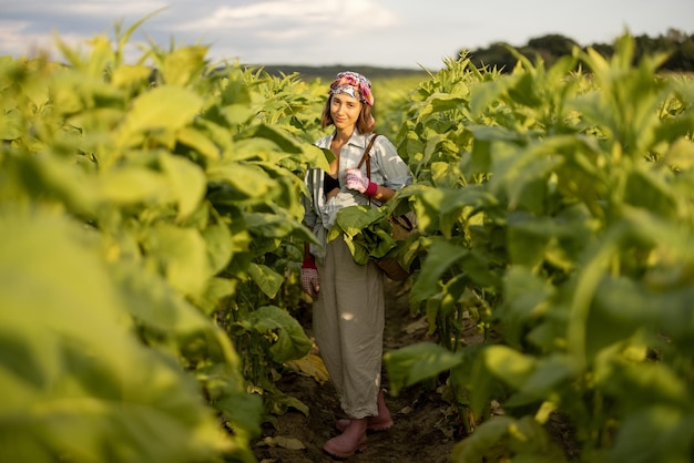 Mujer recoge hojas de tabaco en la plantación