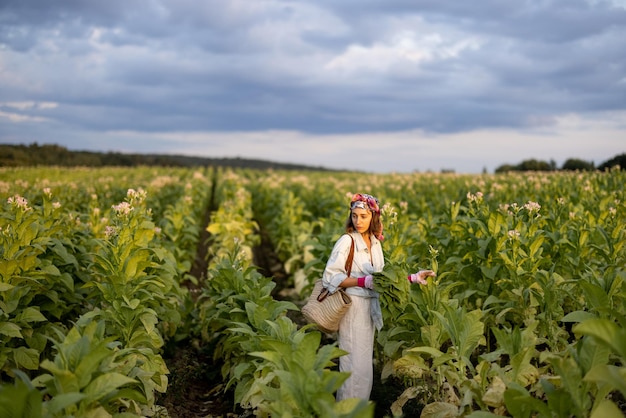 Mujer recoge hojas de tabaco en la plantación