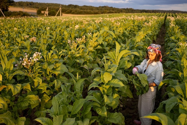 Mujer recoge hojas de tabaco en la plantación