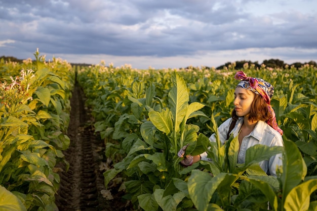 Mujer recoge hojas de tabaco en la plantación