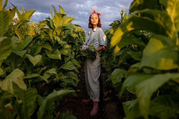 Mujer recoge hojas de tabaco en la plantación
