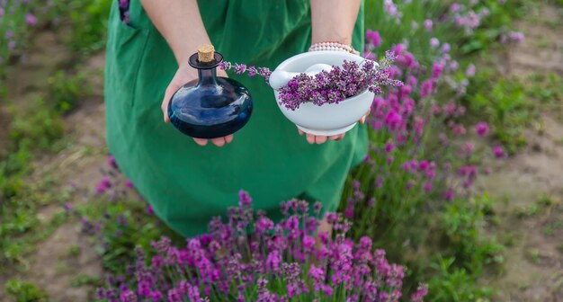 Una mujer recoge lavanda para aceite esencial Enfoque selectivo