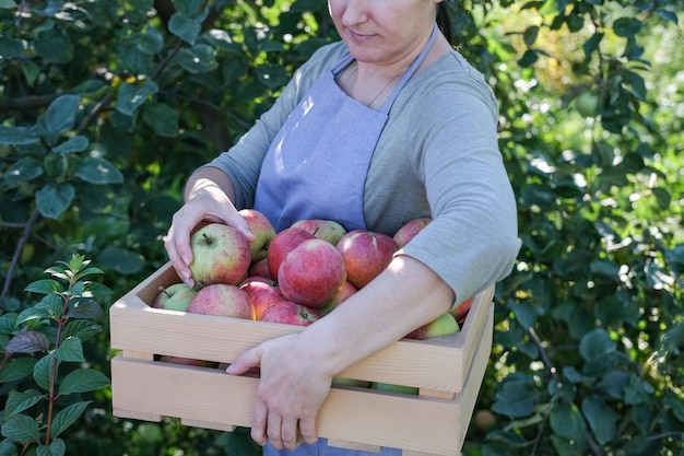 Una mujer recoge manzanas en el jardín cosechando