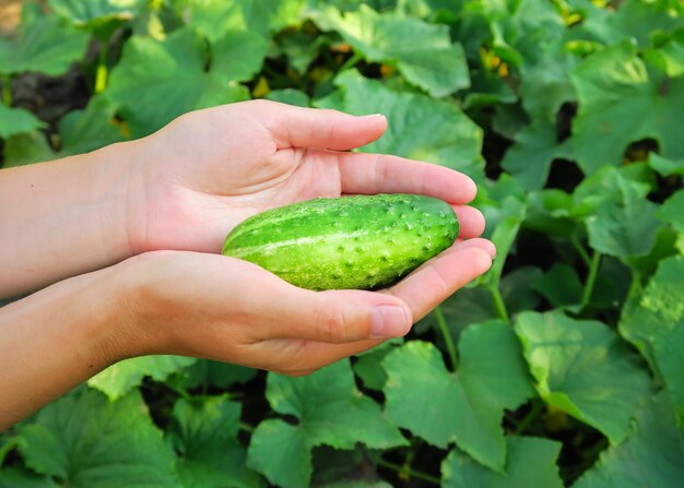 una mujer recoge pepinos jóvenes en una granja de hortalizas concepto de cultivo de pepinos