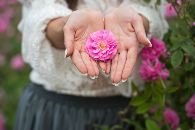 mujer recoge pétalos de rosa para la producción de cosméticos en Bulgaria. Aromaterapia Aceites aromáticos. belleza de una rosa de té. Cuidado del cuerpo.