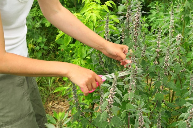 una mujer recoge una planta medicinal motherwort en el concepto de medicina tradicional de campo