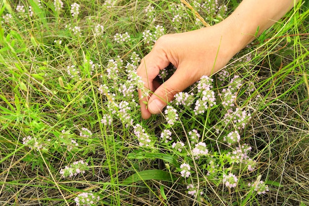 Foto mujer recoge plantas medicinales de tomillo silvestre en el campo