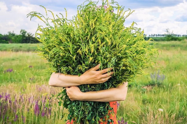 una mujer recoge un ramo de hierbas medicinales en el campo de fondo verde natural de verano