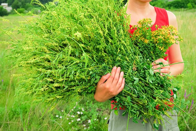 una mujer recoge un ramo de hierbas medicinales en el concepto de tratamiento herbal alternativo de campo