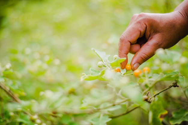 Foto una mujer recoge solanum incanum en su jardín.