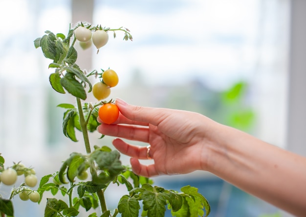 Una mujer recoge tomates maduros amarillos. Pequeños tomates verdes y maduros que crecen en el alféizar de la ventana. Mini verduras frescas en invernadero en una rama con frutos verdes. Frutos tiernos en el monte.