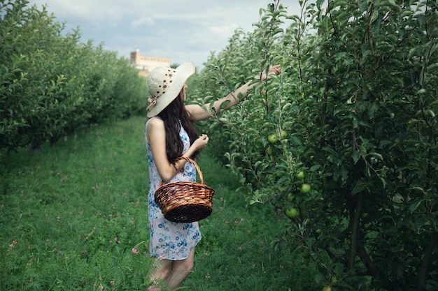 Mujer recoger manzanas cesta de mano en el jardín