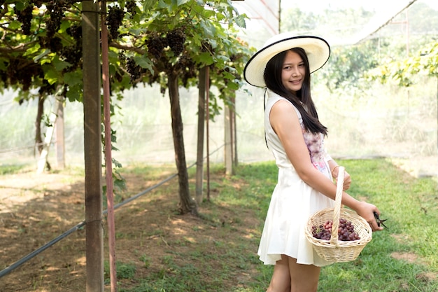 Mujer recogiendo, cosecha de uva en el campo