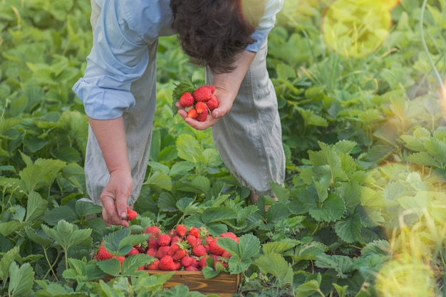 Mujer recogiendo fresas en el campo. las manos de la mujer sostienen fresas.