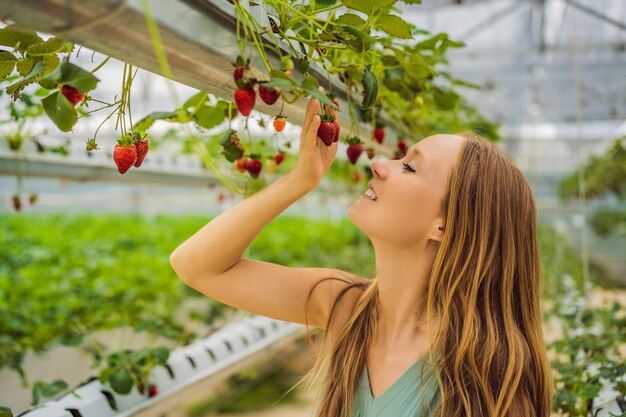 Mujer recogiendo fresas en una granja hidropónica en invernadero
