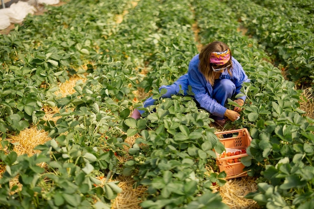 Mujer recogiendo fresas en una granja