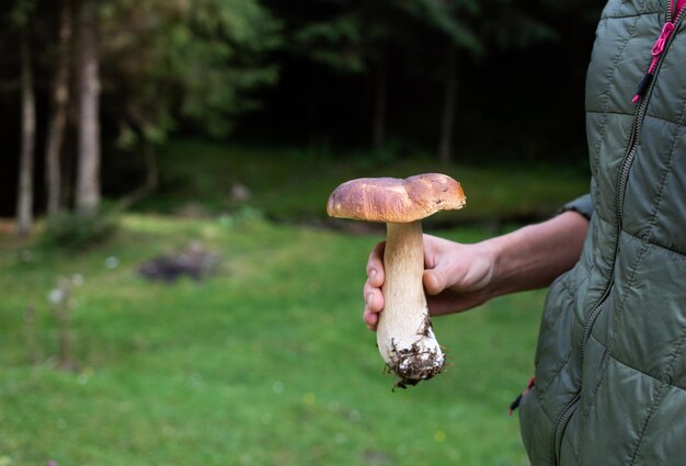 mujer recogiendo un hermoso boletus edulis en el bosque