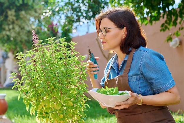 Mujer recogiendo hojas de arbusto de albahaca en maceta jardín de hierbas picantes en casa